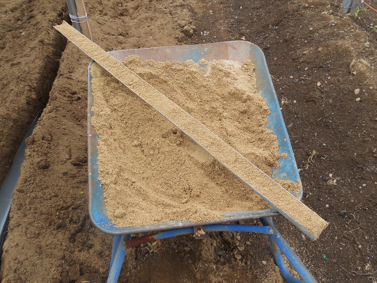 自然薯育成の苗床作り
